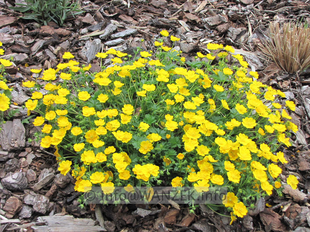 Potentilla neumanniana Nana 1 bluehend.JPG